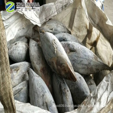 cannery factory tuna fish seafrozen skipjack tuna